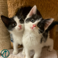 Cool Cats and Kittens